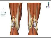 Knee popliteal hollow